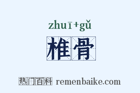 椎骨是什么意思的图片